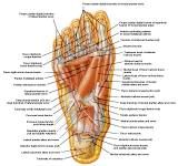 Anatomie: heup,bovenbeen,knie,onderbeen,enkel,voet,acetabulum,collum femoris,trachanter,femur,epicondyl,meniscus,kruisband,cruciate ligament,patella,knieschijf,tibia,fibula,malleolus,talus,calcaneus,tarsus,metatarsus,phalanx,falanx,quadriceps femoris,rectus femoris,sartorius,tensor fasciae latae,tractus iliotibialis,biceps femoris,gastrocnemius,semimembranosus,semitendinosus,soleus,suralis,vena saphena parva,vena saphena magna,sciatic,ischiadicus,peronea